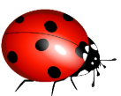 Ladybird