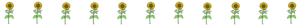 Sunflower border