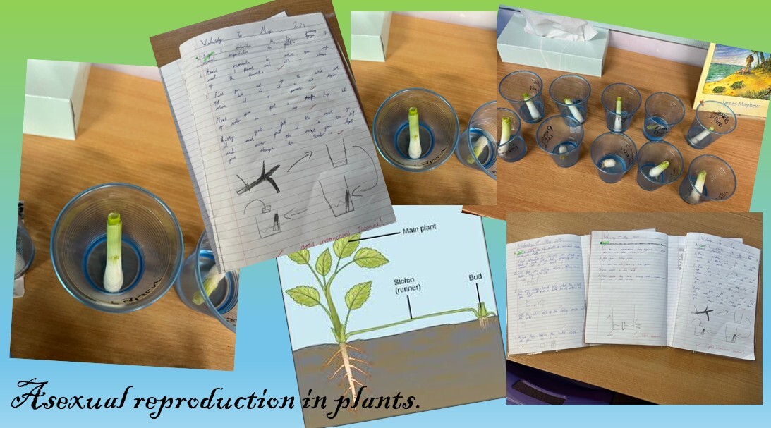 Plants