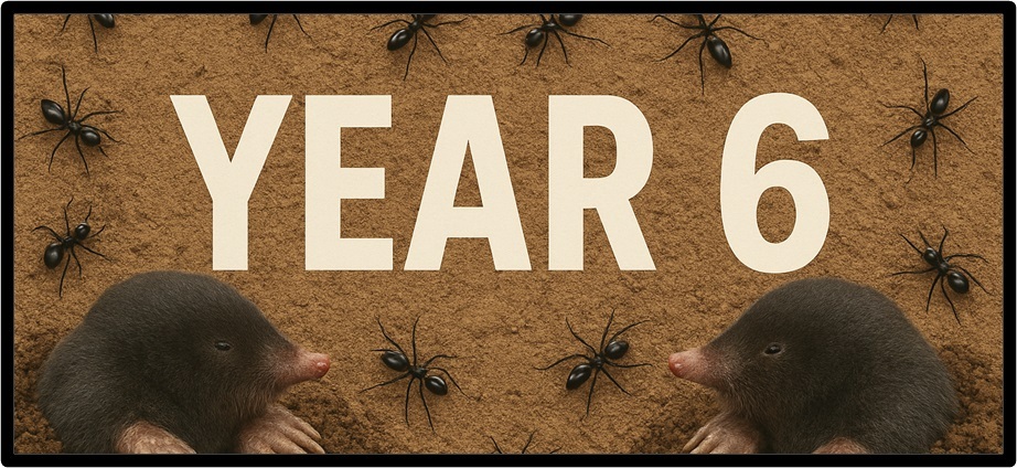 Website Year 6