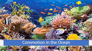 Rec Commotion in the Ocean pic